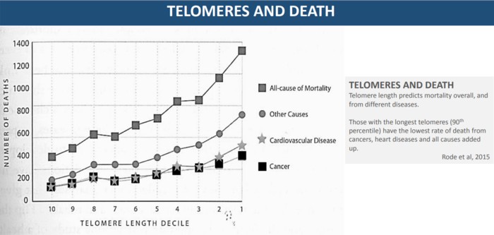 Telomere dan Penuaan Sihat