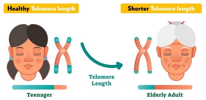 Telomere dan penuaan sihat