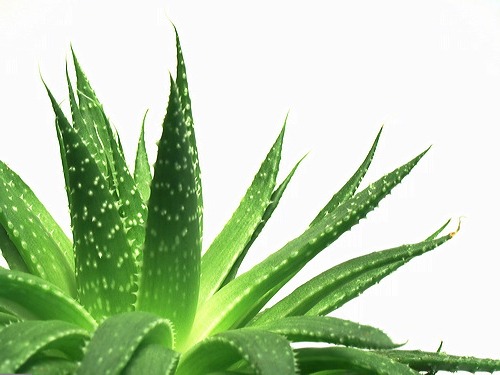 Pokok Aloe Vera Bersih Udara Dalam Rumah